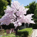 CHERRY BLOSSOM TREES – Cherry Blossom Led Tree entertainment hire, South Africa